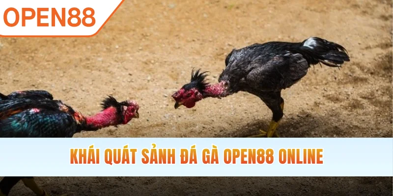 Khái quát sảnh đá gà OPEN88 online